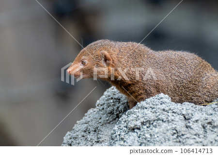 Kobito Mongoose Tennoji Zoo Kobito Mongoose Tennoji Zoo 106414713