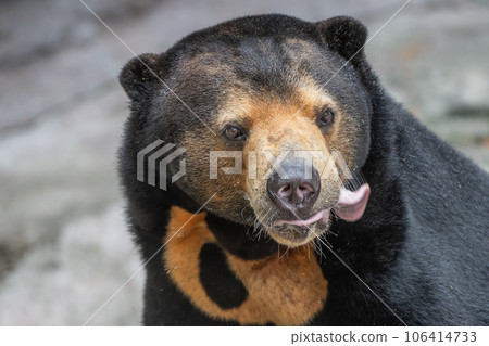天王寺動物園太陽熊臉特寫 106414733