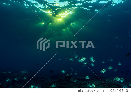 Ogasawara dusk sea Roxens damselfish 106414740