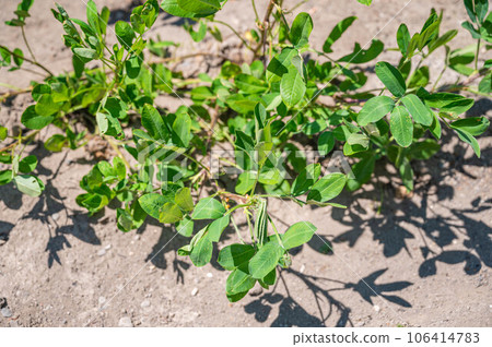 Peanuts in the home garden 106414783