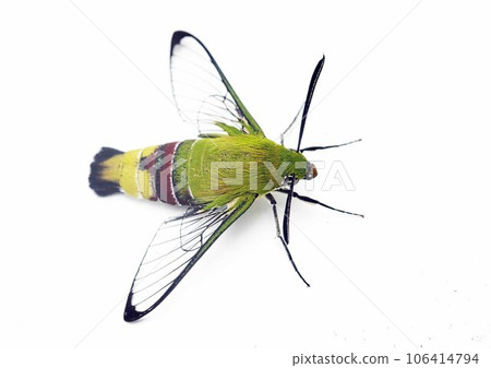 White-backed oak white background White-backed oak white background 106414794