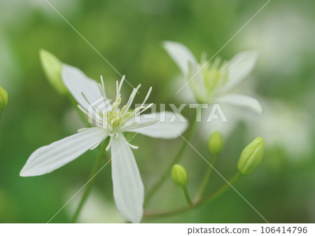 Sengenesou flower Sengenesou flower 106414796