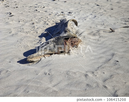 Dead Dolphin on a beach in County Donegal, Ireland Dead Dolphin on a beach in County Donegal, Ireland 106415208
