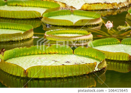 巴拉圭unibus 3漂浮在池塘里 巴拉圭unibus 3漂浮在池塘里 106415645