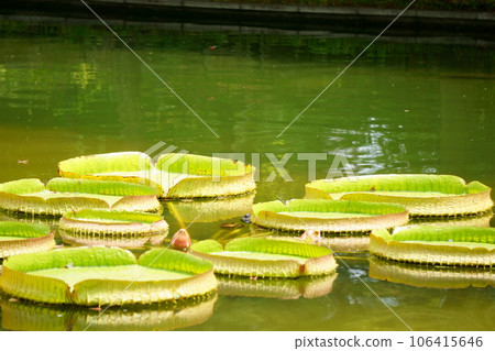 Paraguay unibus floating in the pond 2 106415646