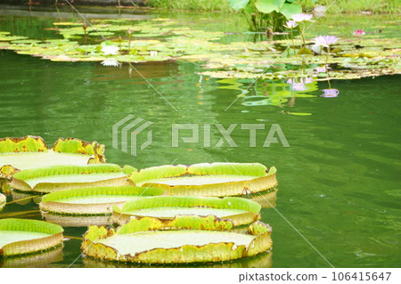 巴拉圭石斑魚漂浮在池塘 1 106415647
