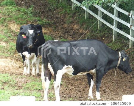 2 cows grazing 106415909