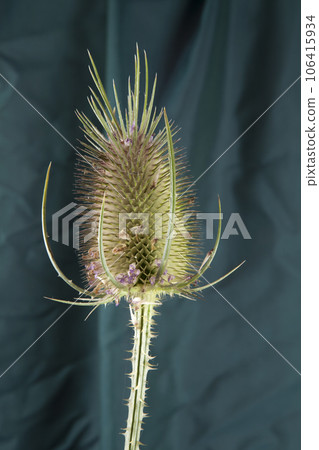 a single thistle stalk in front of a background of green curtains a single thistle stalk in front of a background of green curtains 106415934