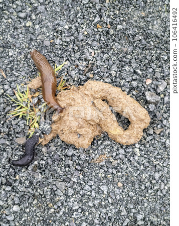 Snails eating dog poo on a pathway 106416492