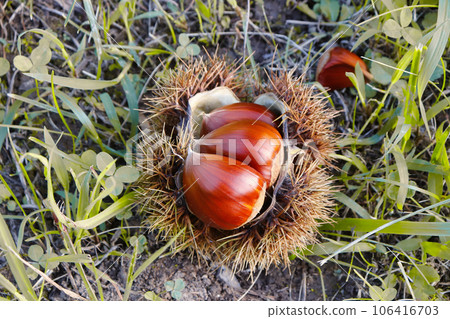 Chestnuts that fell to the ground 106416703