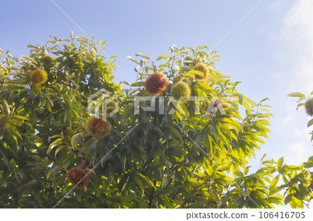 栗樹和藍天 106416705