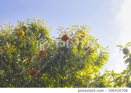 栗樹和藍天 106416706