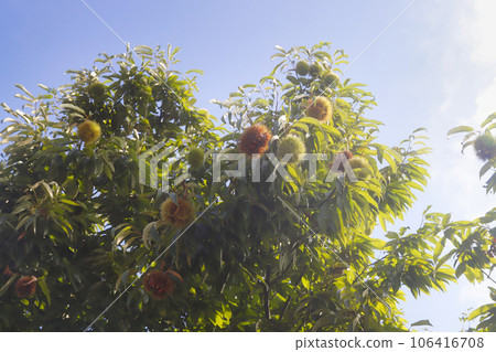 chestnut tree with fruit 106416708