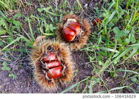 Chestnuts that fell to the ground 106416829