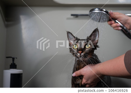 Woman washing a tabby gray cat in a grooming salon. Woman washing a tabby gray cat in a grooming salon. 106416926
