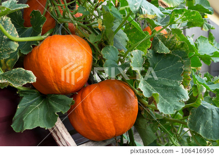 Large orange ripe pumpkins with green leaves hangs on the wall. Vegetable harvest time. Close up. 106416950