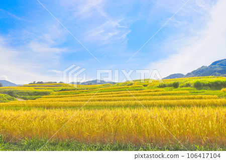 Rice field nearing autumn harvest 106417104