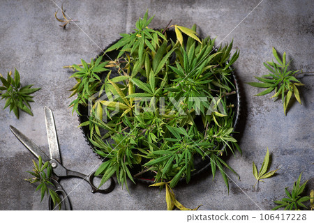 Trimming a cannabis plant 106417228