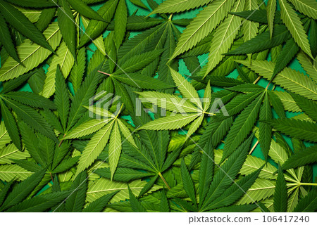 Marijuana leaves in a pile 106417240