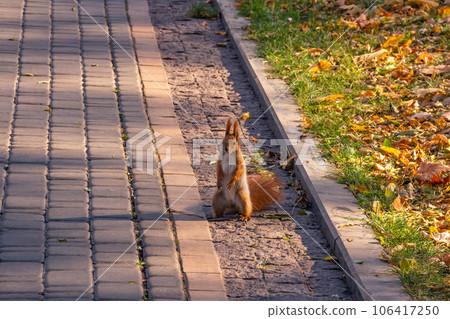 Red-haired squirrel looks at the camera, autumn park Red-haired squirrel looks at the camera, autumn park 106417250