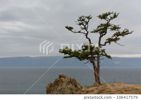Lonely Larch on Lake Baikal Background 106417579