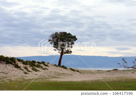 Lonely Larch on the Sandy Beach of Lake Baikal Lonely Larch on the Sandy Beach of Lake Baikal 106417590