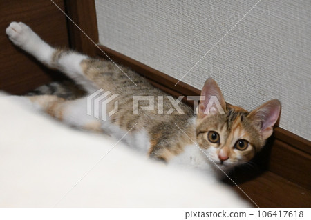 Relaxing calico kitten 106417618