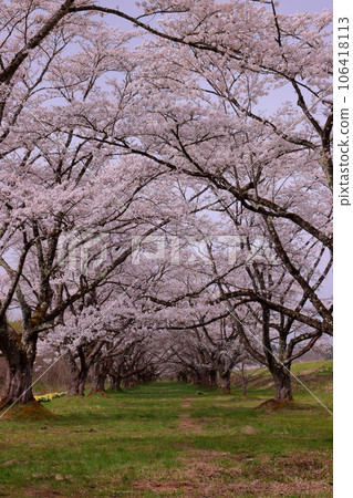岩手縣岩手郡雫石町根堀：著名賞櫻勝地雫石川公園內的吉野櫻花隧道 106418113