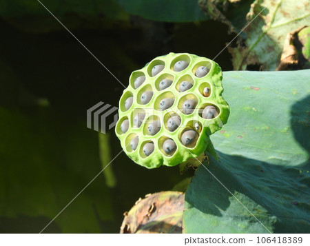 蓮花真的 106418389