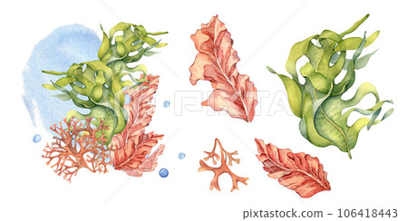 Set of green, pink sea plants watercolor illustration isolated on white. Laminaria, brown kelp, red seaweed hand drawn. Design element for package, label, advertising, wrapping, marine collection Set of green, pink sea plants watercolor illustration isolated on white. Laminaria, brown kelp, red seaweed hand drawn. Design element for package, label, advertising, wrapping, marine collection 106418443