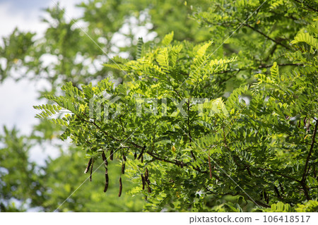 Background of Green acacia leaves and brown pods illuminated by the sun against a blue sky. High quality photo 106418517
