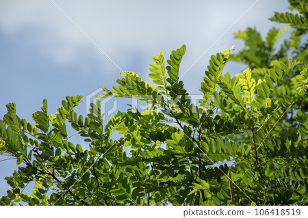 Green acacia leaves illuminated by the sun against a blue sky. High quality photo 106418519