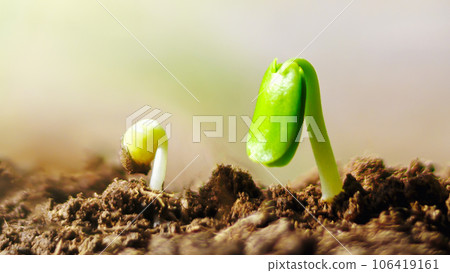 Agriculture plant cultivation, growth process concept in the garden Agriculture plant cultivation, growth process concept in the garden 106419161