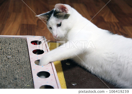 Playful scene of a Japanese Bobtail cat hiding in a cat house Playful scene of a Japanese Bobtail cat hiding in a cat house 106419239