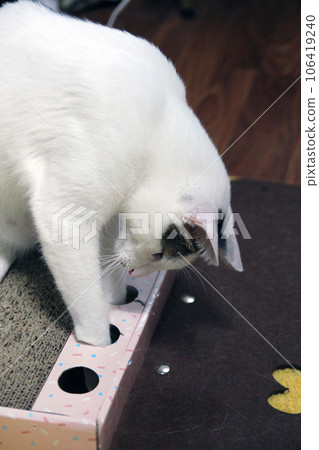 Playful scene of a Japanese Bobtail cat hiding in a cat house Playful scene of a Japanese Bobtail cat hiding in a cat house 106419240