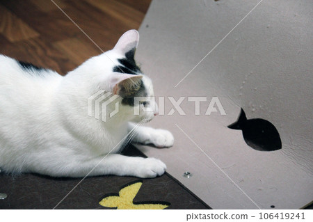 Playful scene of a Japanese Bobtail cat hiding in a cat house 106419241