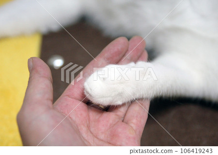 Playful scene of a Japanese Bobtail cat hiding in a cat house Playful scene of a Japanese Bobtail cat hiding in a cat house 106419243