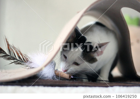 Playful scene of a Japanese Bobtail cat hiding in a cat house Playful scene of a Japanese Bobtail cat hiding in a cat house 106419250