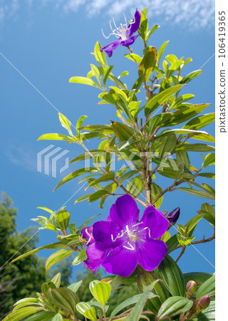 purple nobuton flowers under the blue sky purple nobuton flowers under the blue sky 106419365