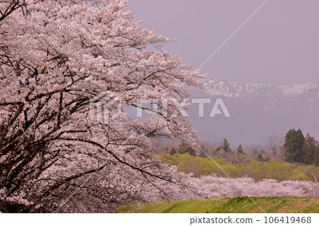 Nebori, Shizukuishi-cho, Iwate-gun, Iwate Prefecture. Scenery of Yoshino cherry trees at Shizukuishikawa Park, a famous spot for cherry blossoms, and Mt. Komagatake in Akita with lingering snow. 106419468