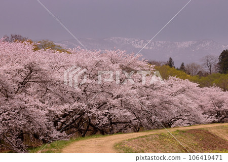 Nebori, Shizukuishi-cho, Iwate-gun, Iwate Prefecture. Scenery of Yoshino cherry trees at Shizukuishikawa Park, a famous spot for cherry blossoms, and Mt. Komagatake in Akita with lingering snow. 106419471