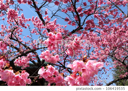 櫻花 106419535
