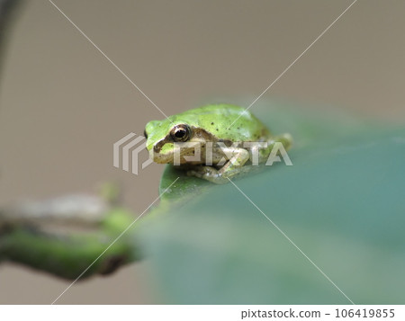 Tree frog Tree frog 106419855