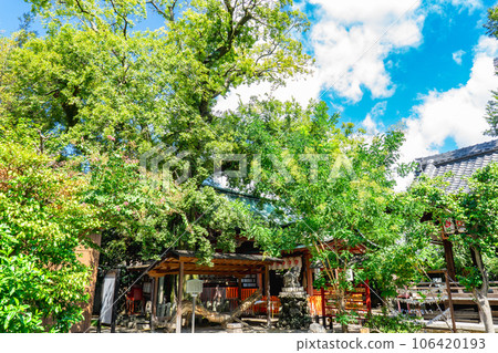 京都市中京區武心稻荷神社 神樹金針木 106420193