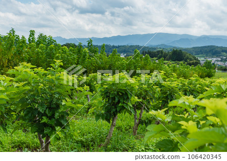 夏季桑園 106420345