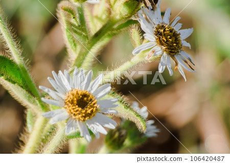 Aster ageratoides white flowers with yellow stamens. , Found in northern Thailand on the Chiang Dao mountain range 106420487