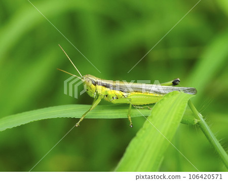 Locust Locust 106420571
