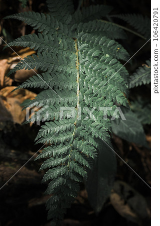 Green fern leaves in nature, wallpaper with fern leaf pattern, green fern leaf background. Green fern leaves in nature, wallpaper with fern leaf pattern, green fern leaf background. 106420791