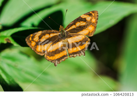 A butterfly on a leaf, Athyma nefte, is found in open, forested areas. A butterfly on a leaf, Athyma nefte, is found in open, forested areas. 106420813