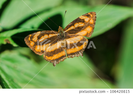 A butterfly on a leaf, Athyma nefte, is found in open, forested areas. 106420815